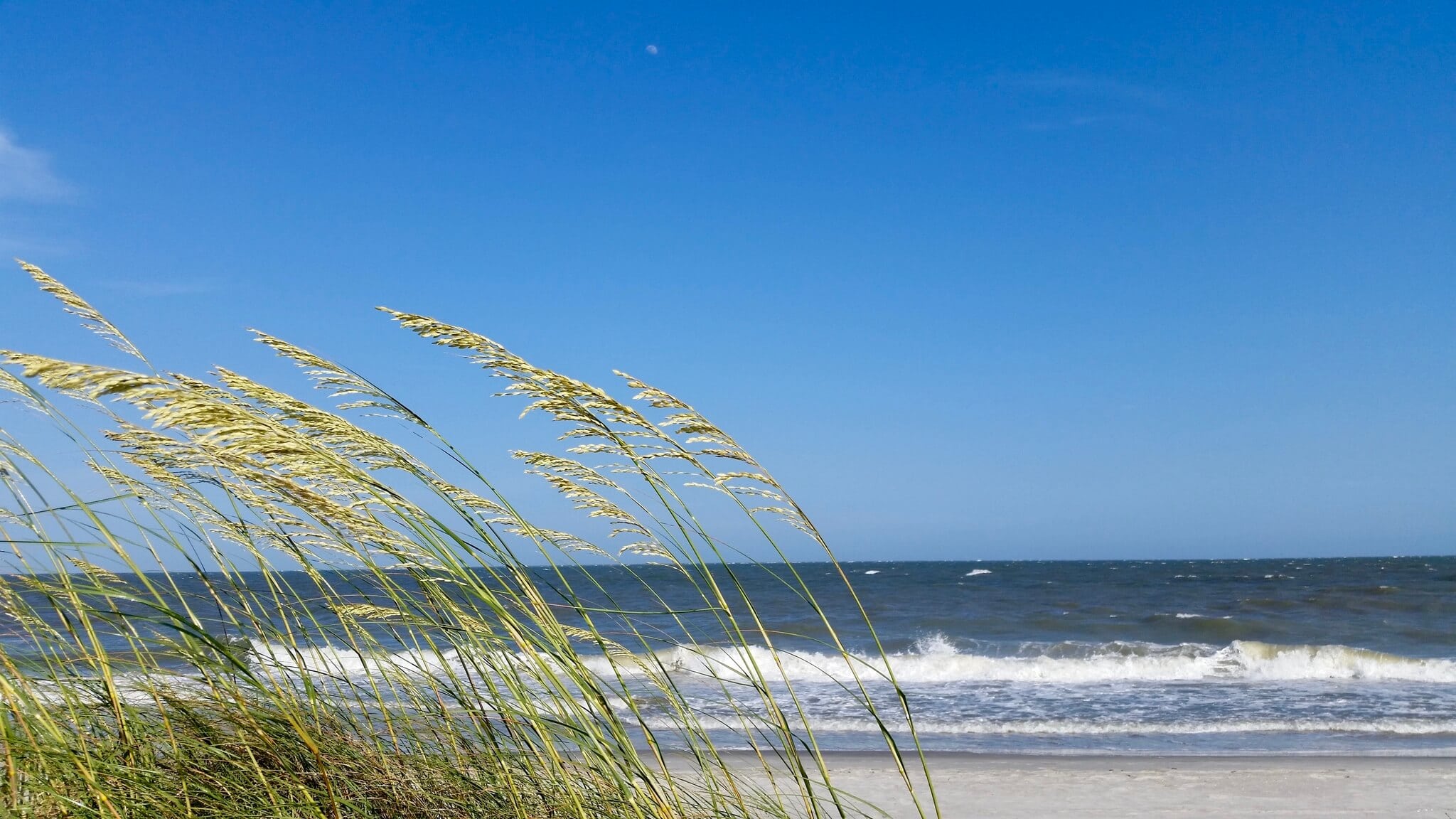 does hilton head beach allow dogs