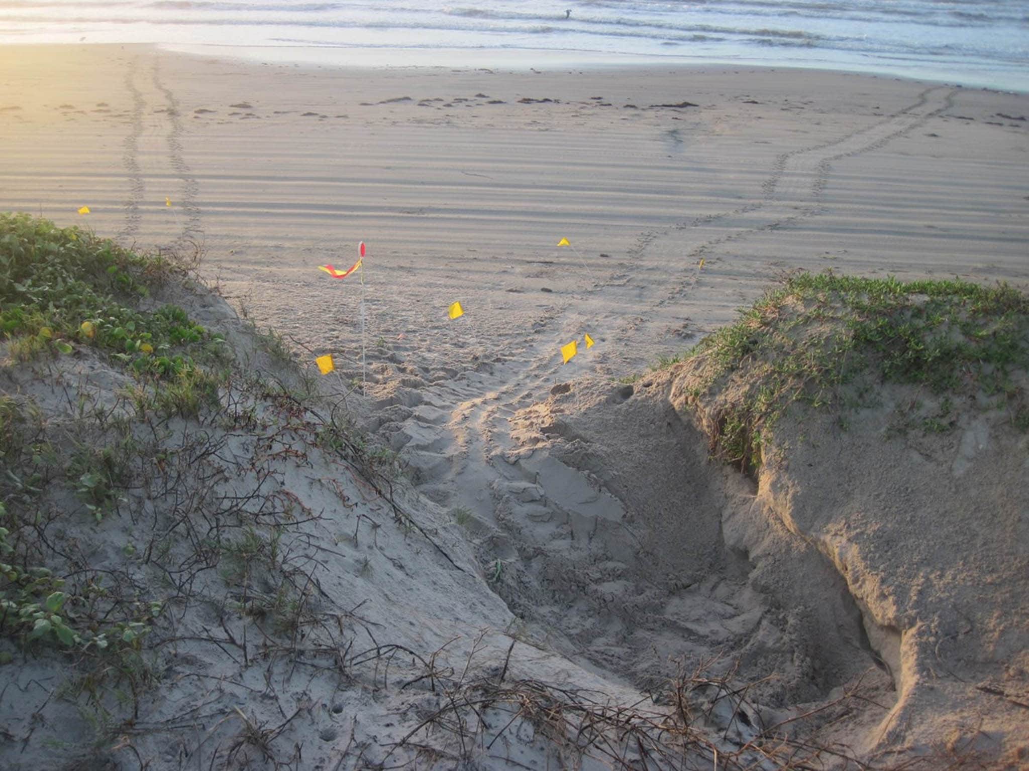 Sea turtle tracks
