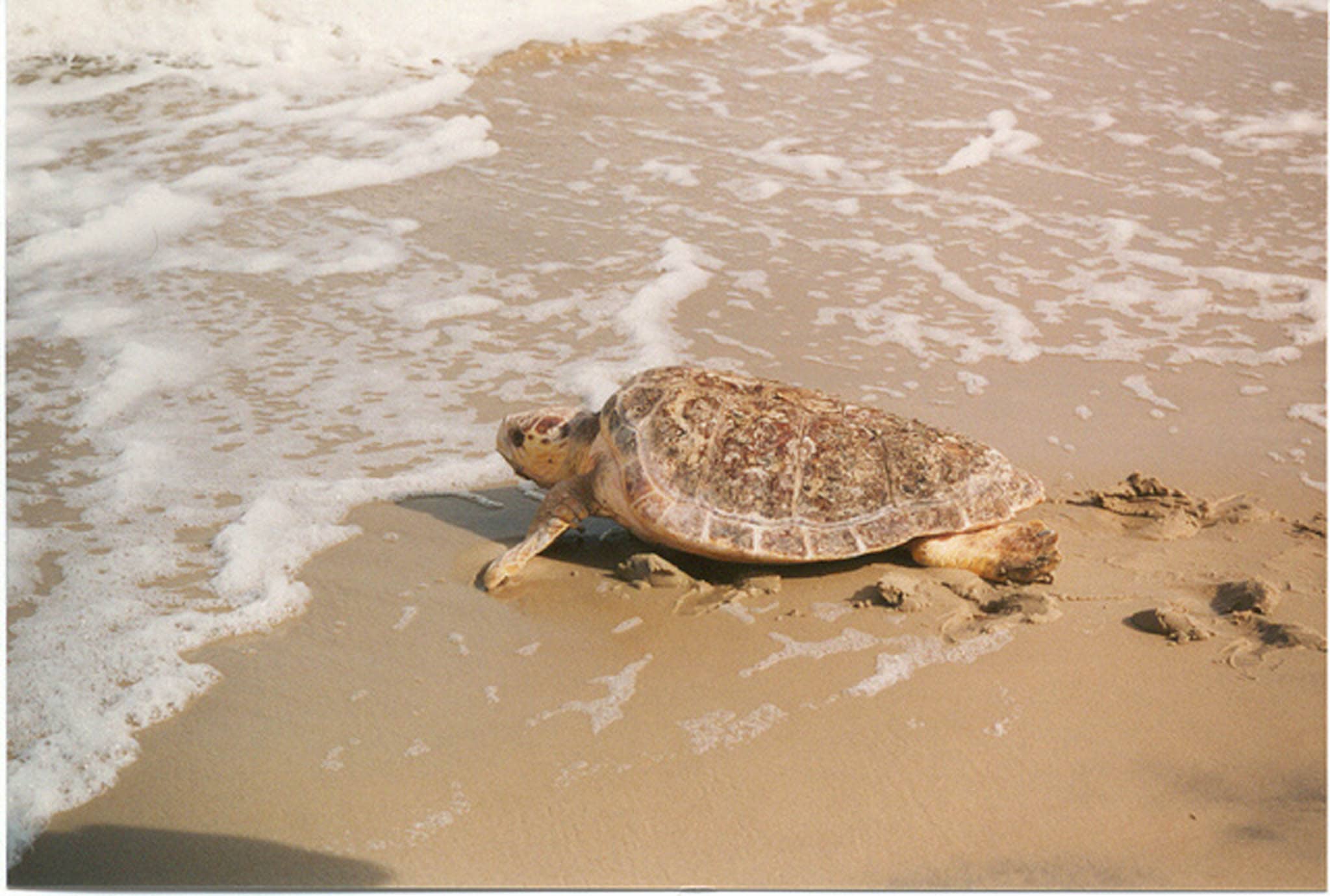 Loggerhead sea turtle on sand crawling back to the ocean