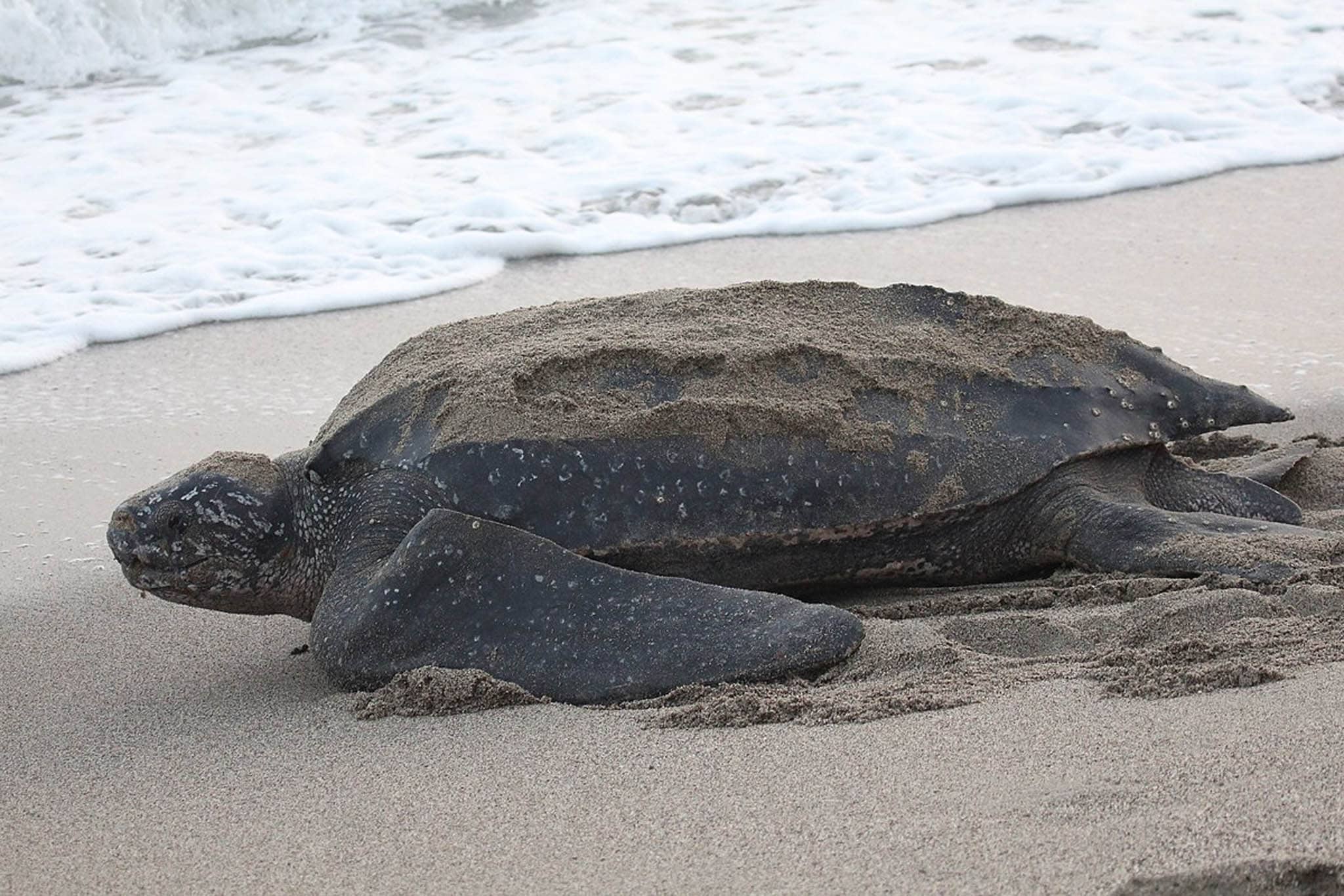 Leatherback sea turtle on sand