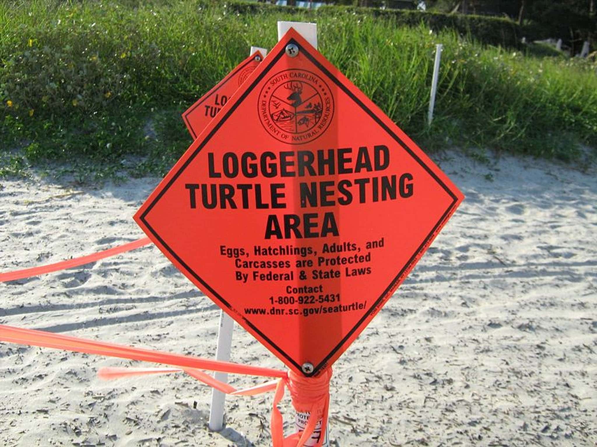 LoggerHead Turtle Nesting Area Warning Sign