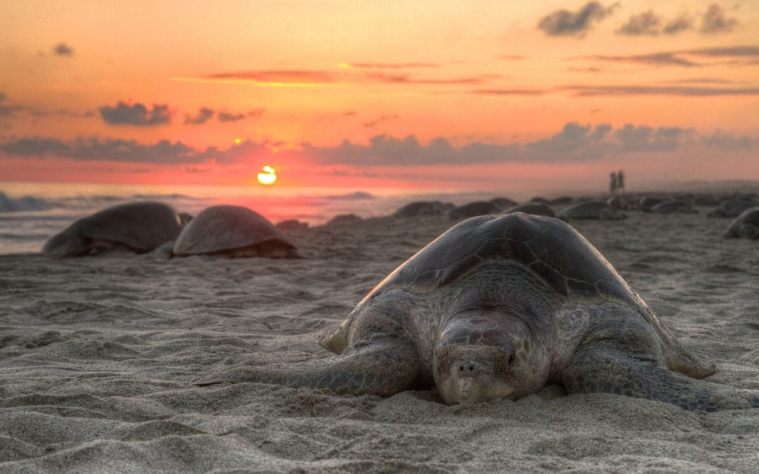 Sea turtles out on the beach during sunset